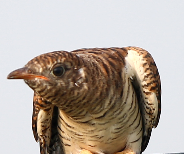ž