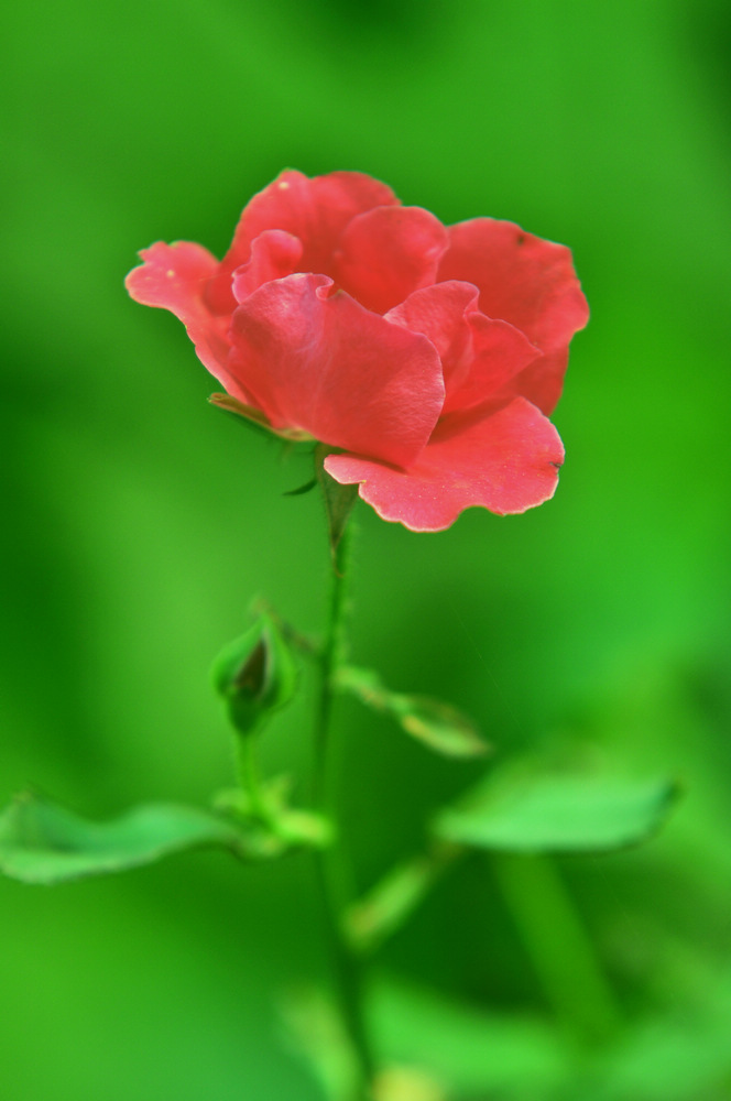 DSC_22.jpg