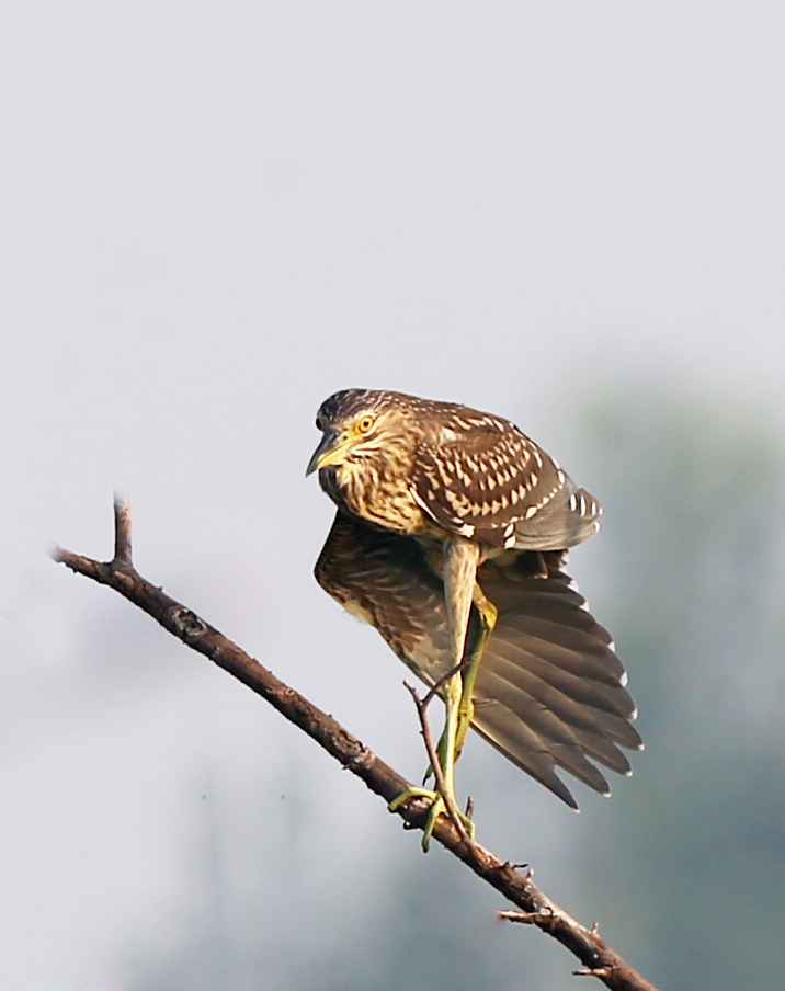 H46R3167.jpg