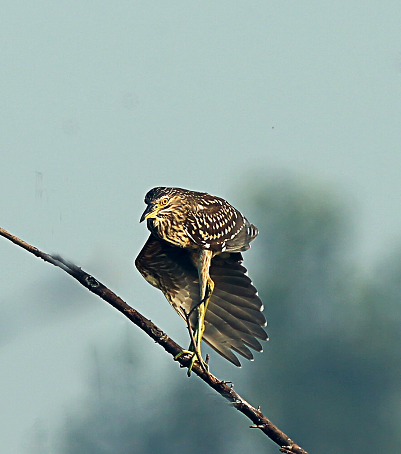 H46R3169.jpg