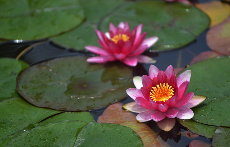 Ƭ 026.jpg