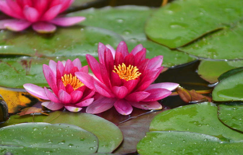 Ƭ 029.jpg