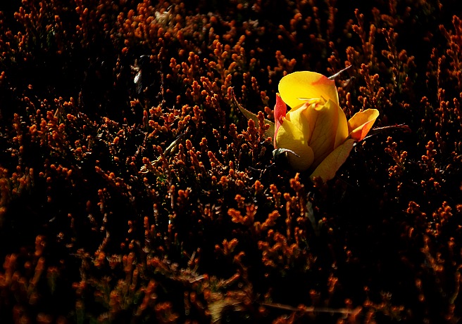 DSC_0168.JPG