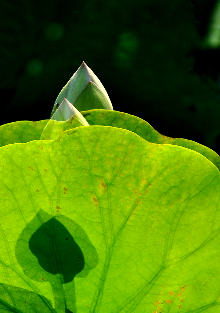 DSC_0069.JPG