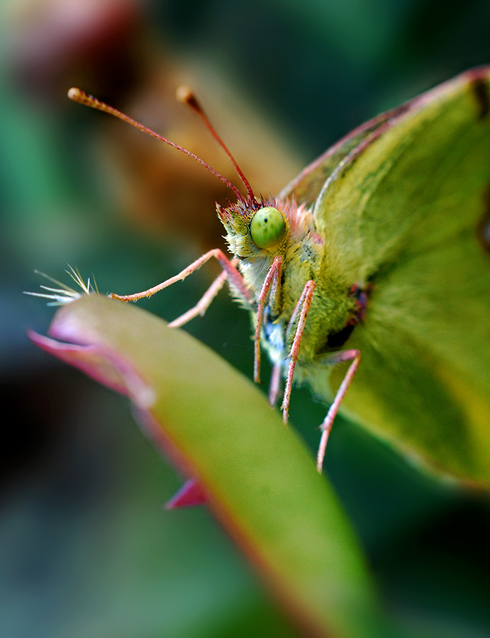 DSC_0376 .jpg