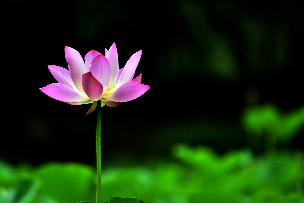 _DSC4013(һ֦㣩1024.jpg