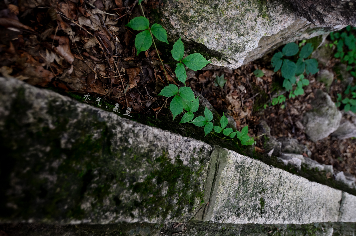 DSC_1269.jpg