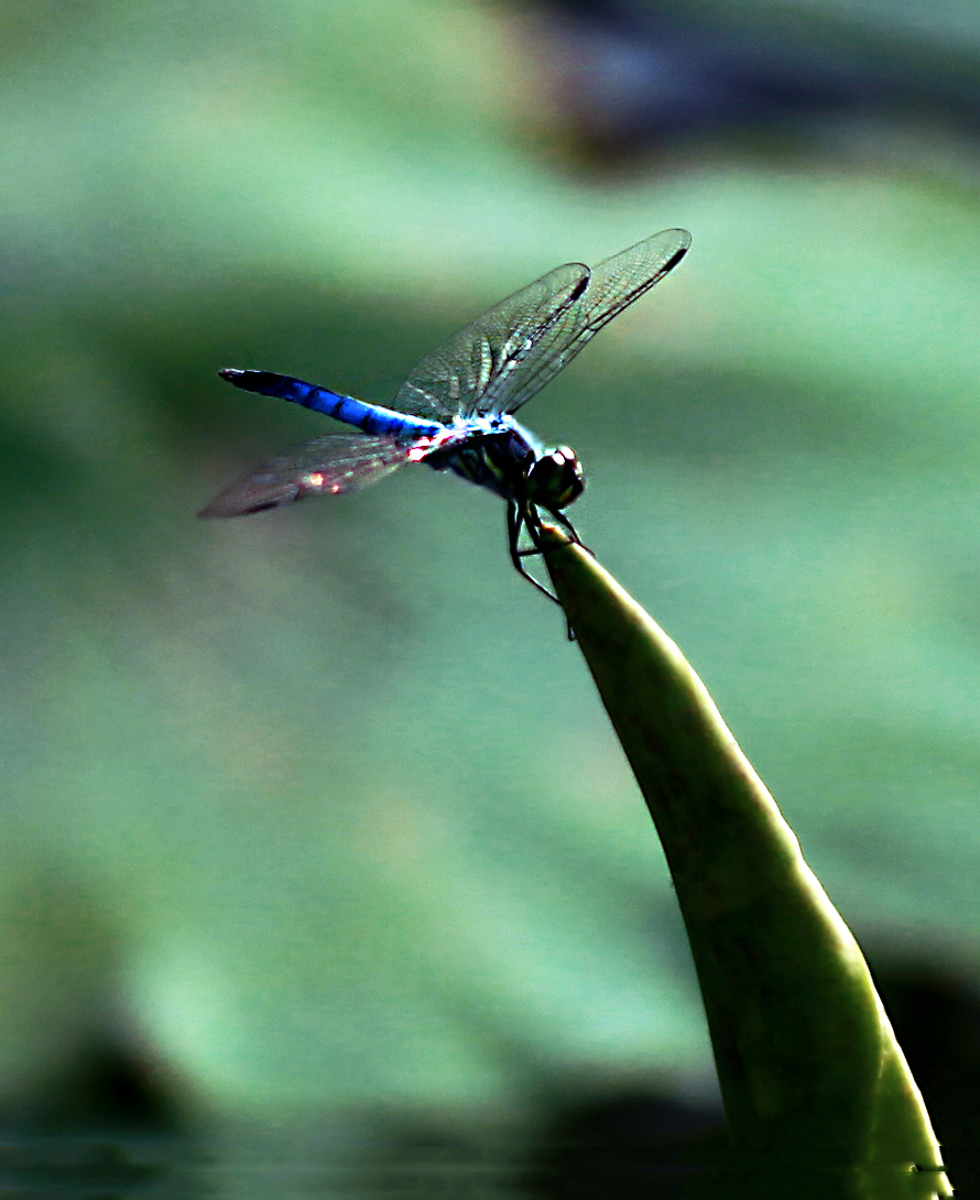 IMG_9972.JPG