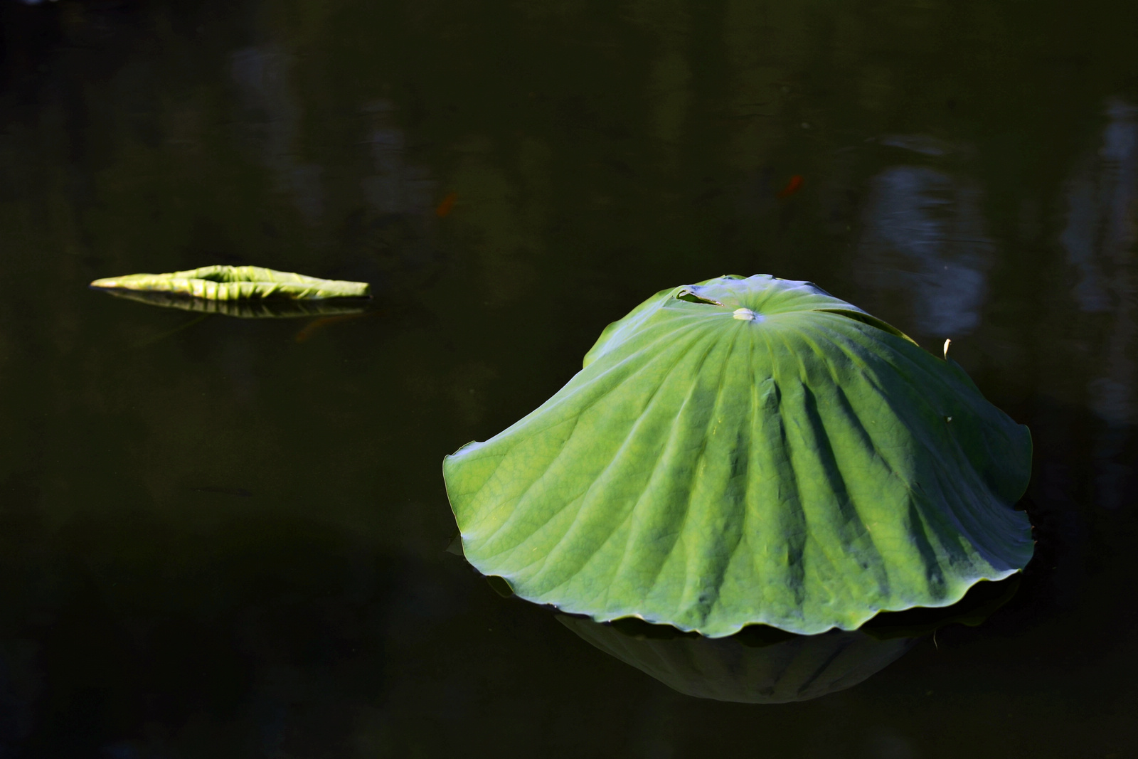 _DSC0426(ʧñӣ1600.jpg