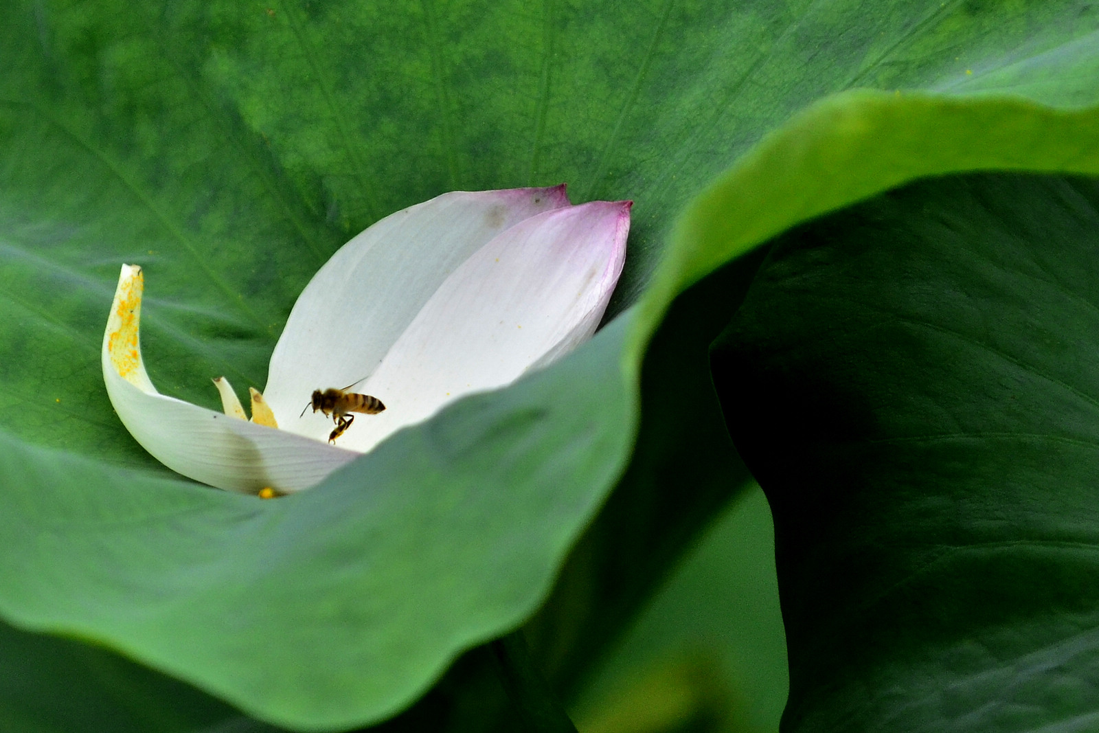 _DSC4150(ᣩ1600.jpg