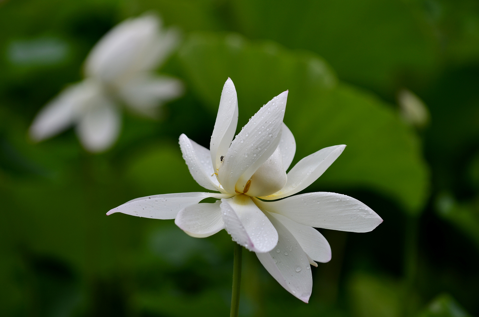 _DSC1384(Ӱ룩1600.jpg