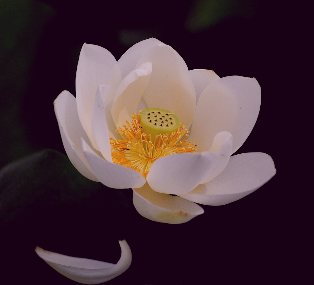 DSC_0016.jpg