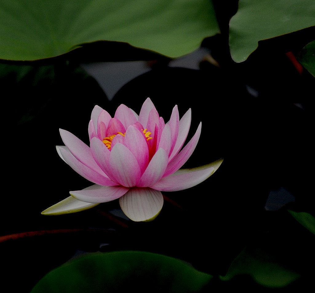 DSC_0232.jpg