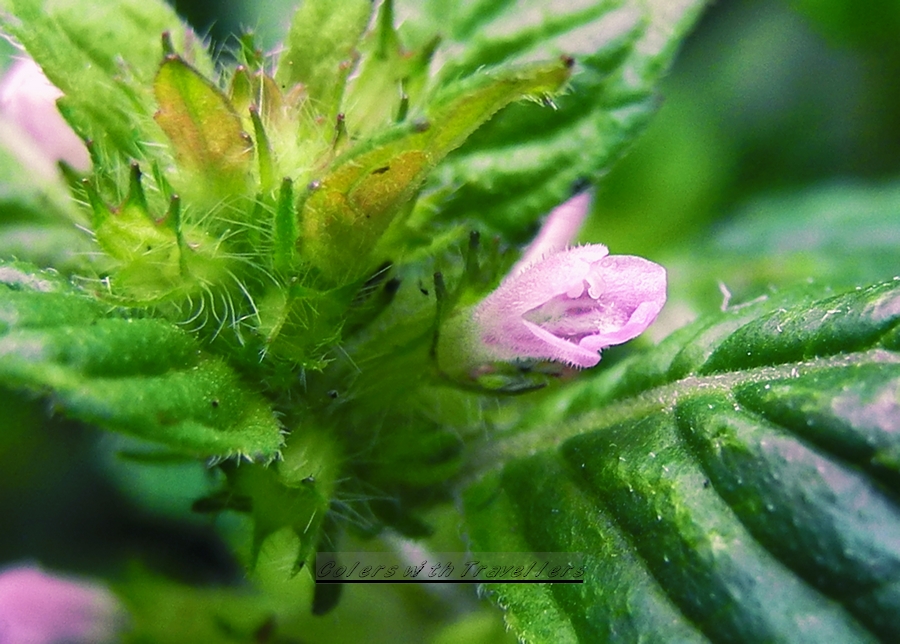 DSCN1208.jpg
