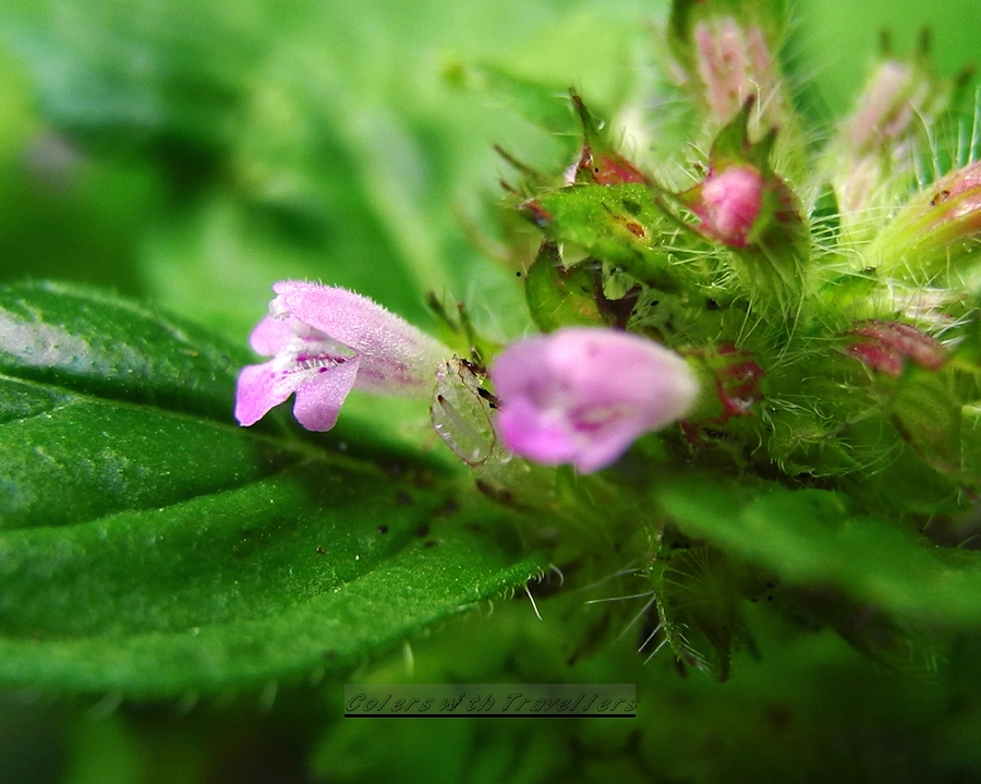 DSCN1210.jpg