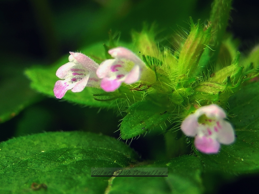 DSCN1214.jpg