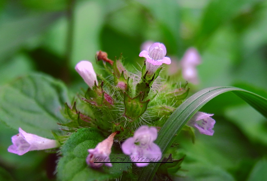 DSCN1228.jpg