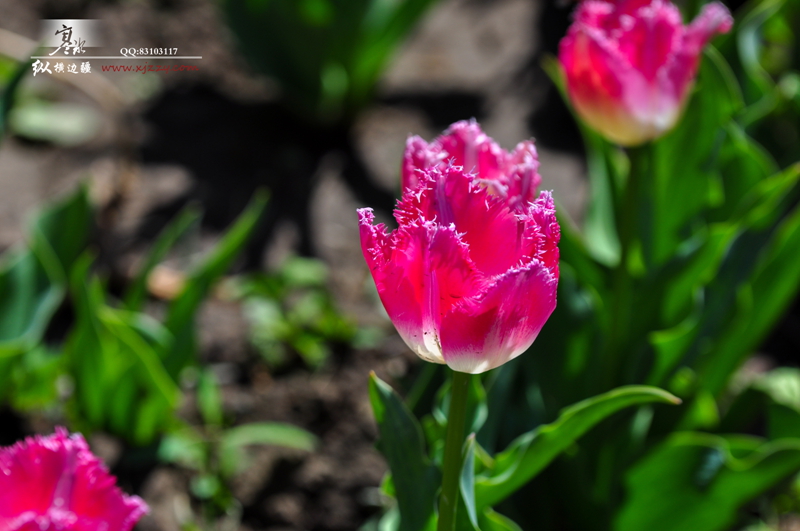 DSC_0042.jpg
