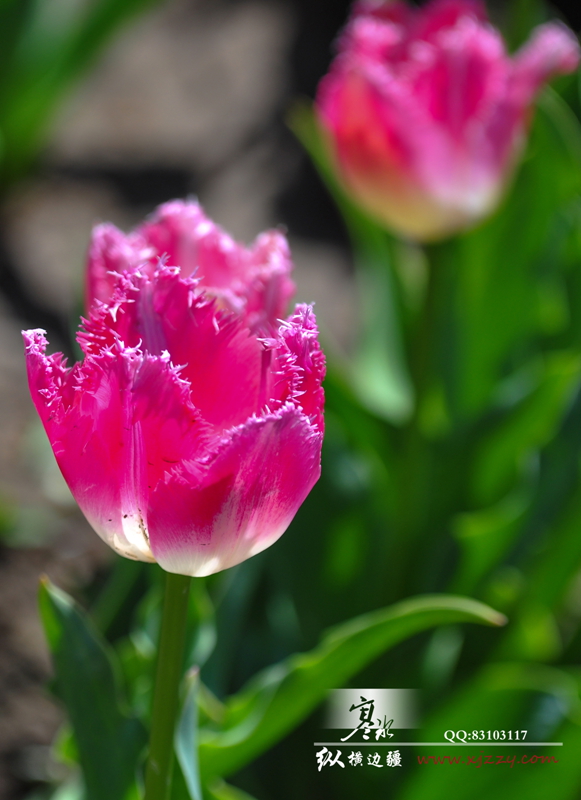 DSC_0043.jpg