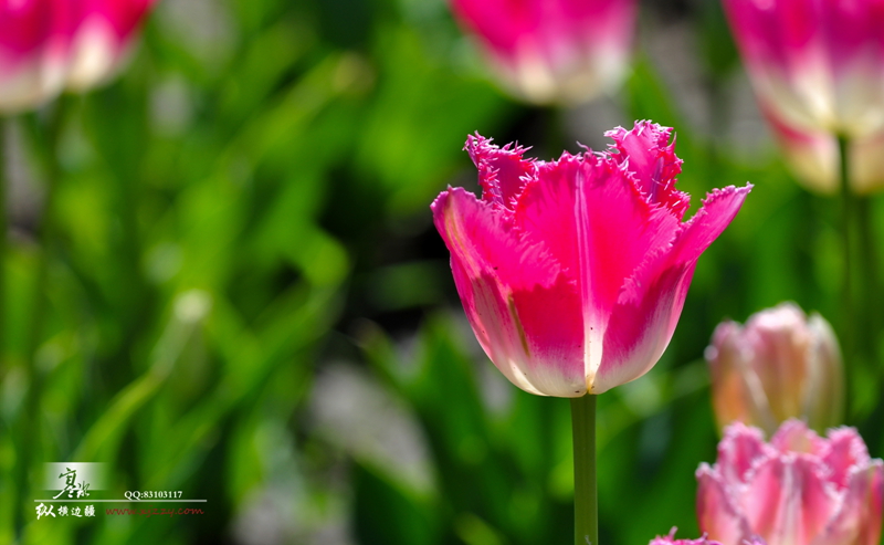 DSC_0054.jpg