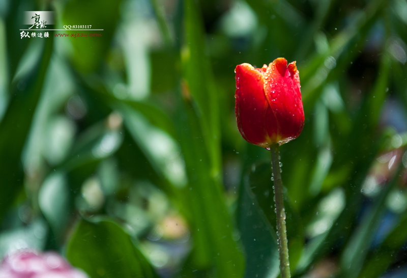 DSC_0113.jpg