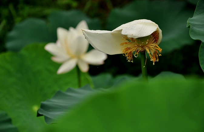 DSC_0190.JPG