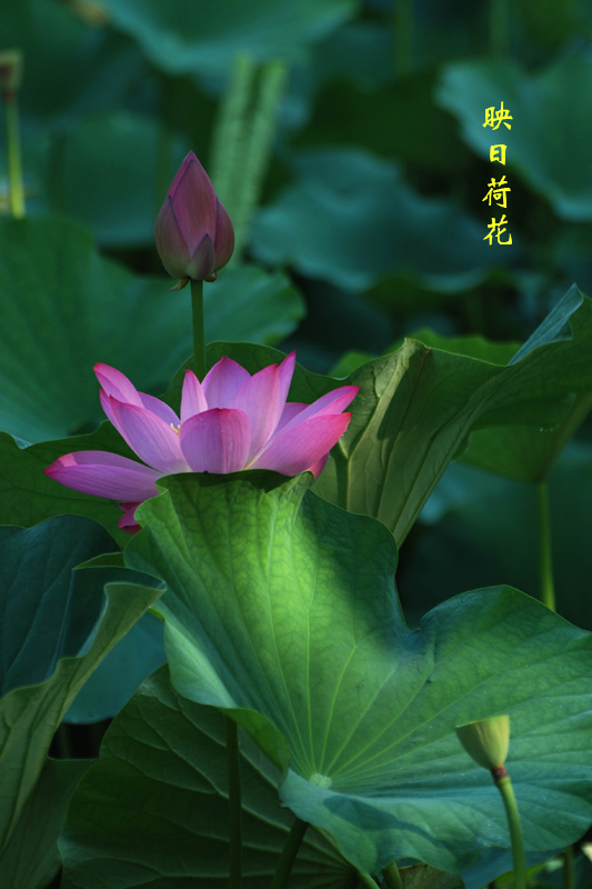 DSC_6613.jpg