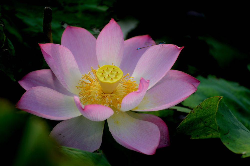 DSC_04052_.jpg