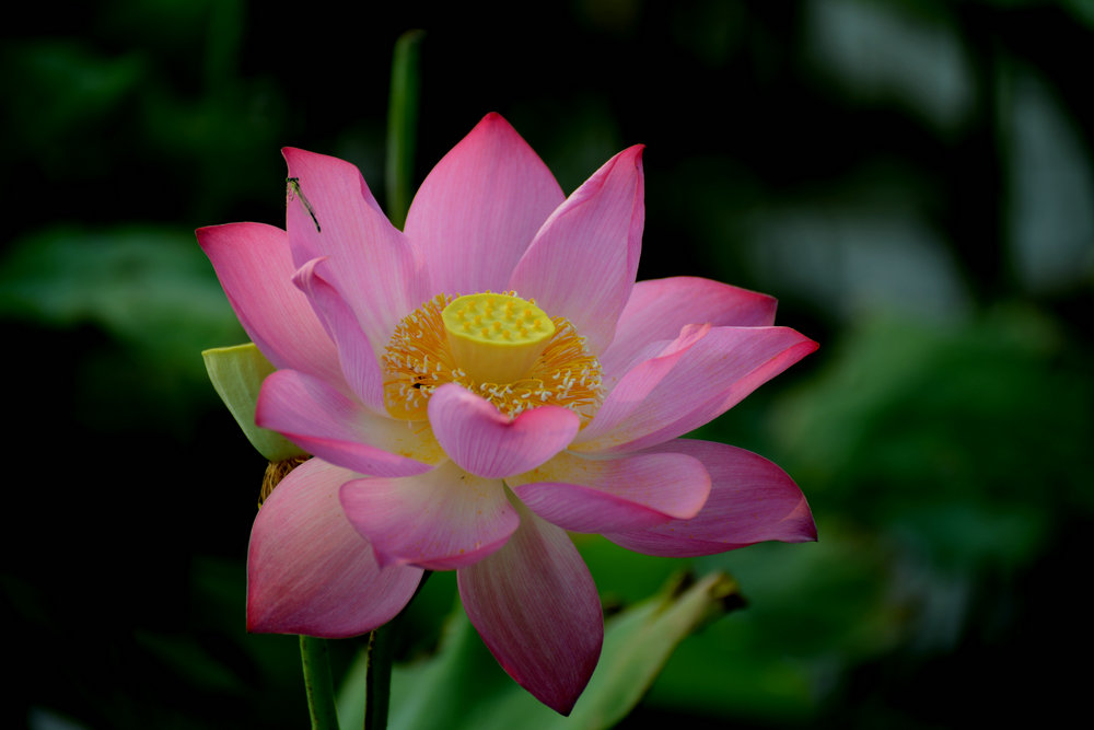 DSC_04292_.jpg