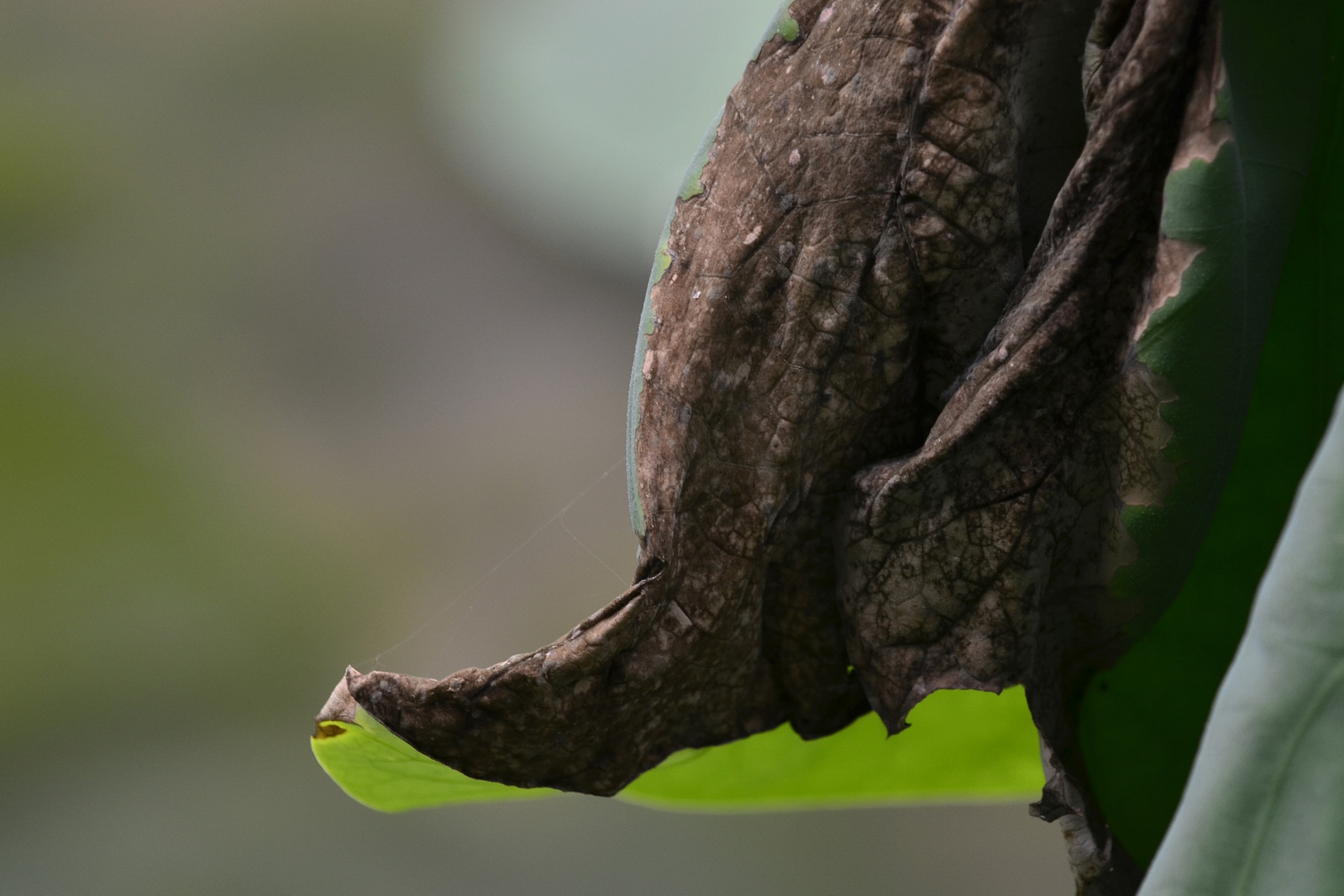 _DSC5155(ʥ1600.jpg