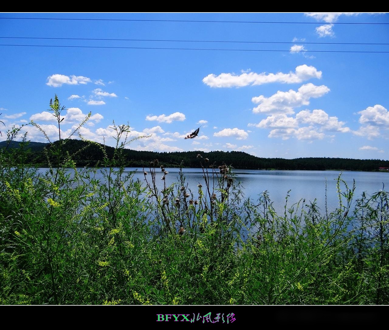 DSC07896_conew1.jpg