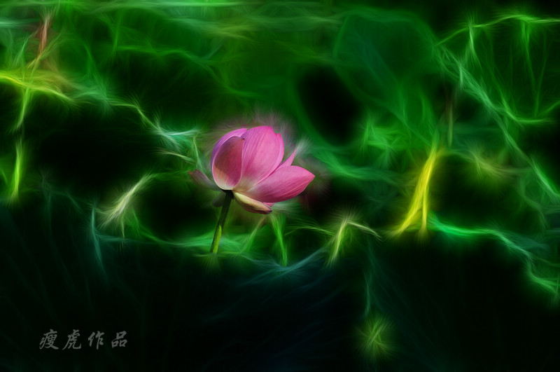 DSC_1030-hzx-xc1.jpg