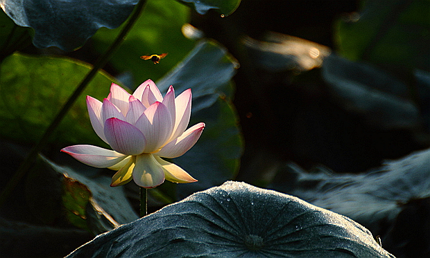 DPP_0069.jpg
