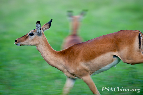 018.¦Ʒ硷Springboks.jpg
