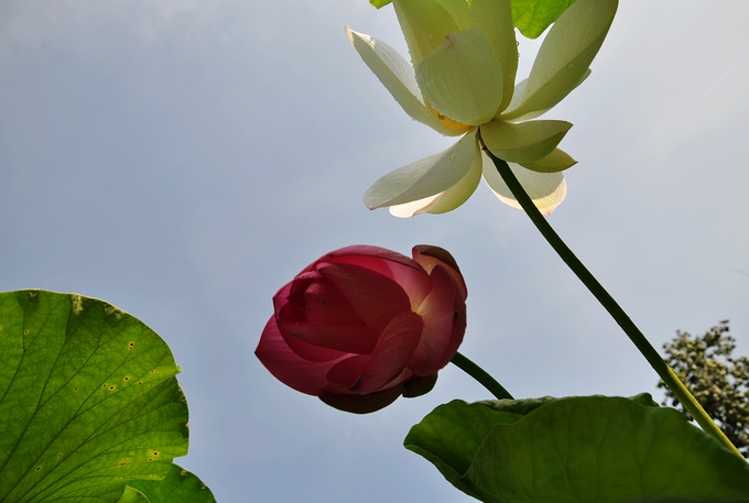 DSC_0054.JPG