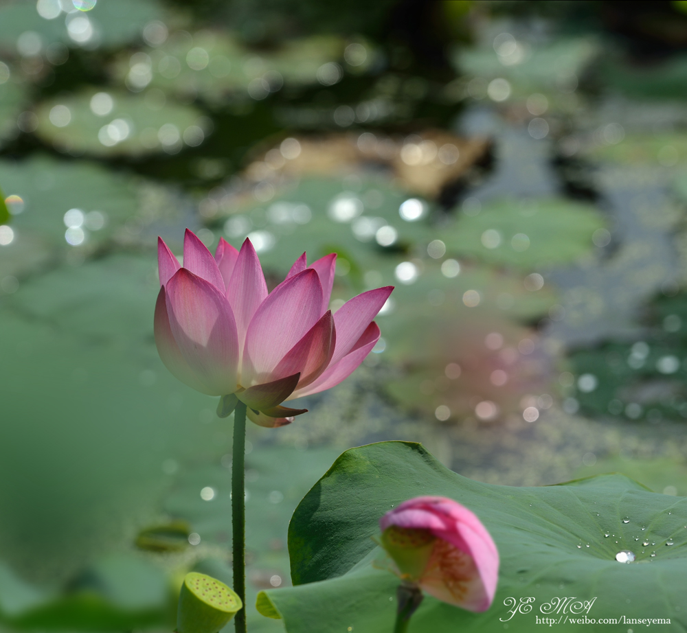 DSC_0943.jpg