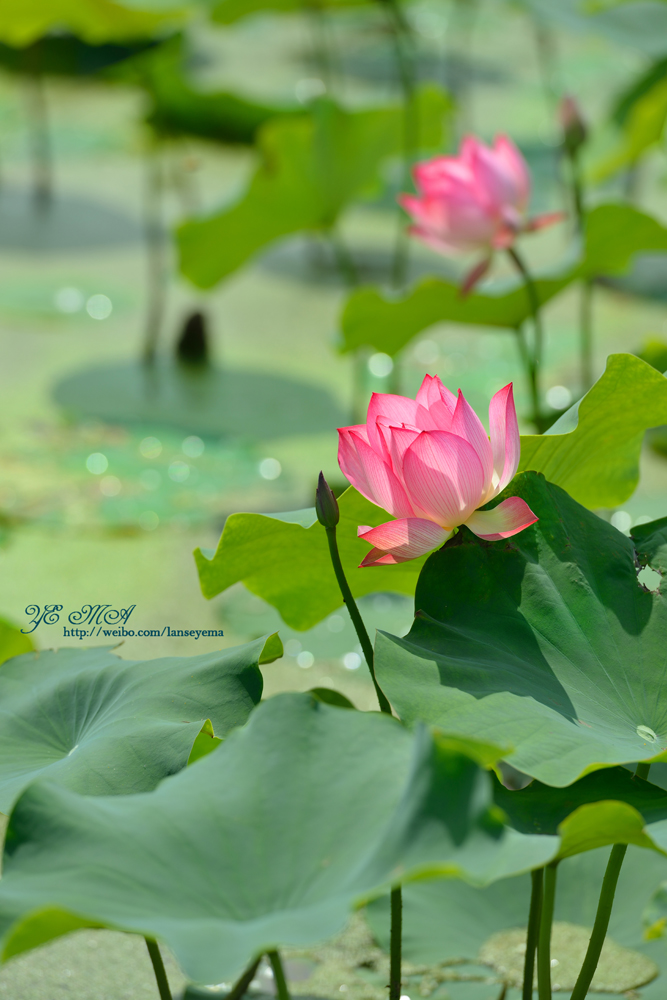 DSC_1139.jpg