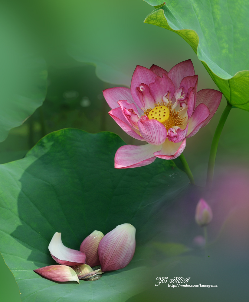 DSC_1079 .jpg