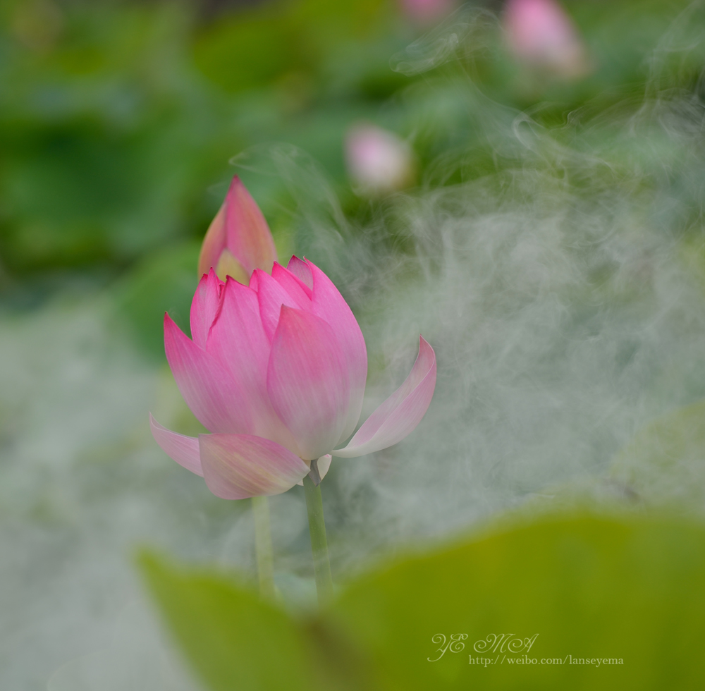 DSC_1265.jpg