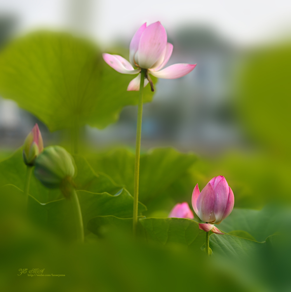DSC_12140.jpg