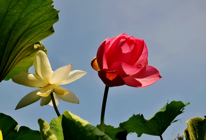 DSC_0049.JPG