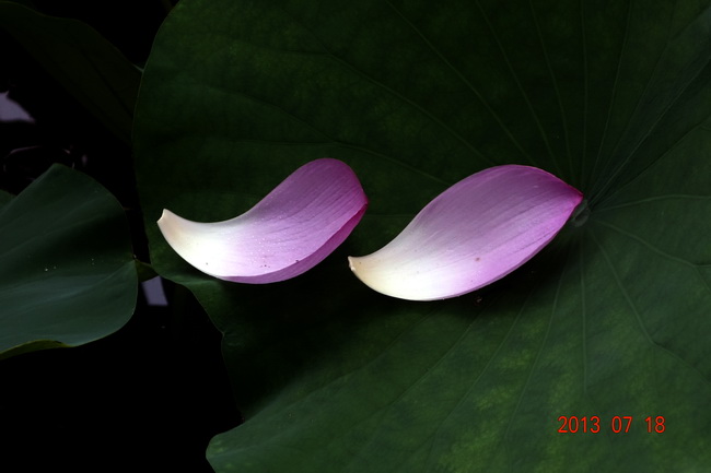 he006.jpg