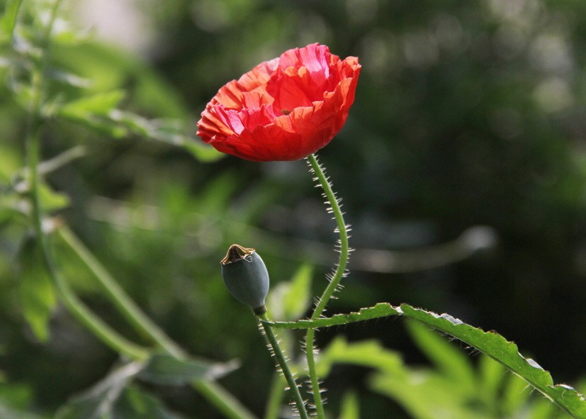 IMG_5279.JPG