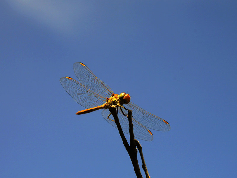 _DSC1997.jpg
