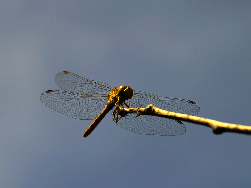 _DSC2009.jpg