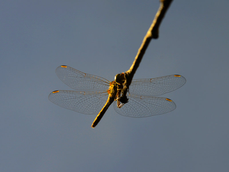 _DSC2029.jpg