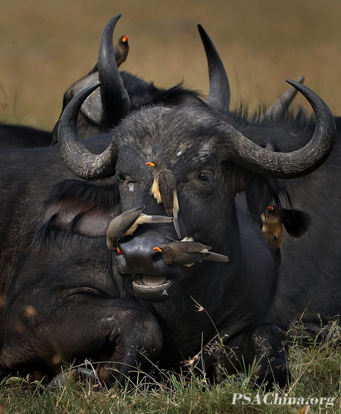04.ФҰ鶯ｱƷҰţǡAfrican buffalo and friends.jpg