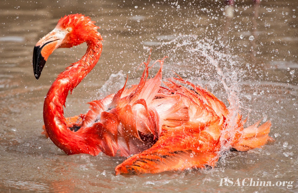 06.PSA練ƷˮڡFire and water blend.jpg