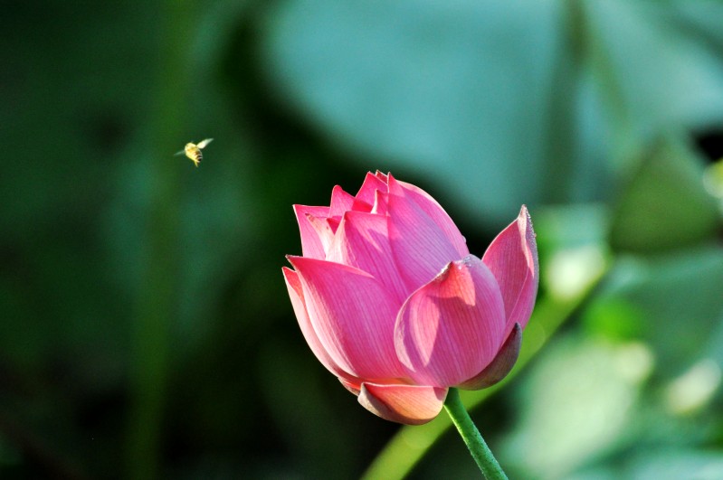 DSC_2100_conew2.jpg