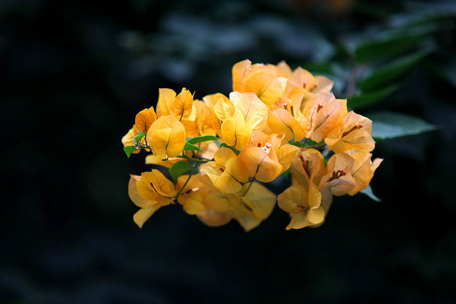 IMG_9484_.jpg